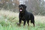 ROTTWEILER 394